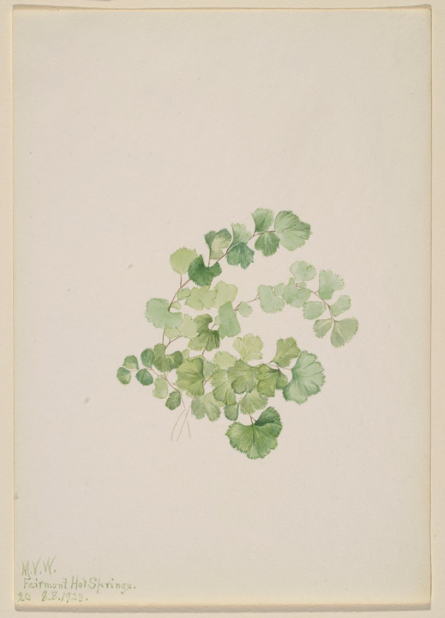 Puccoon (Lithospermum ruderale) - Mary Vaux Walcott