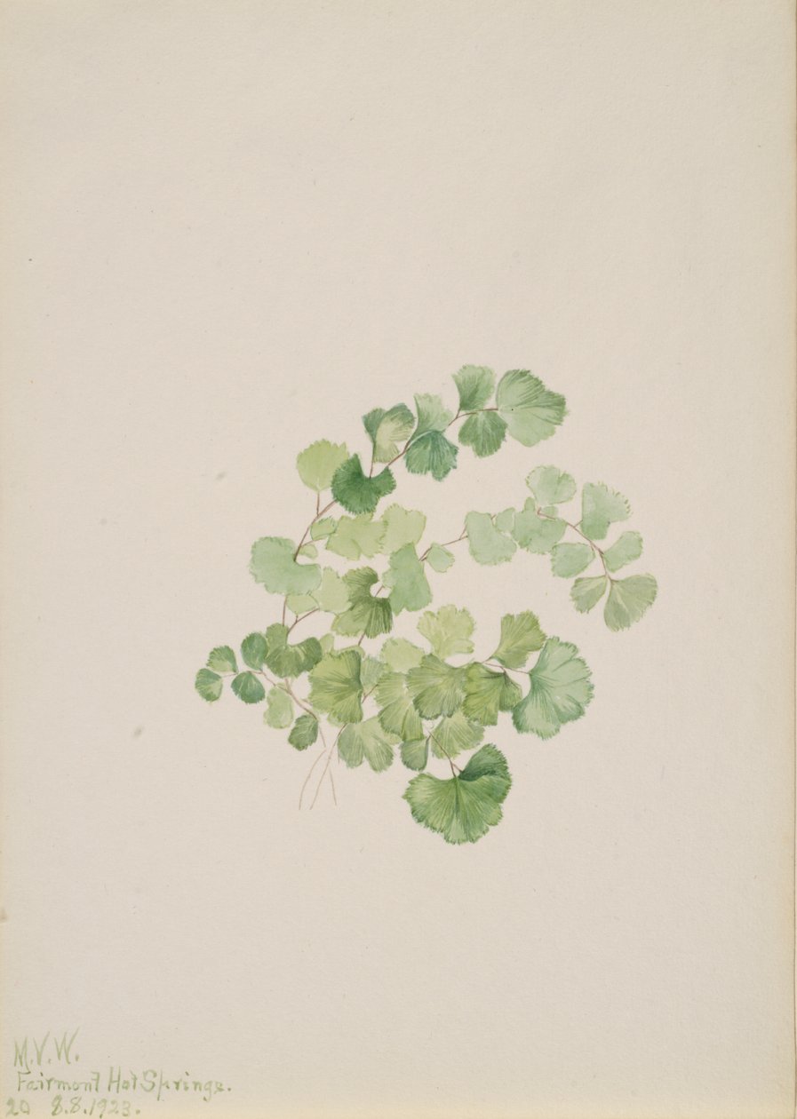 Puccoon Lithospermum ruderale, 1923 - Mary Vaux Walcott