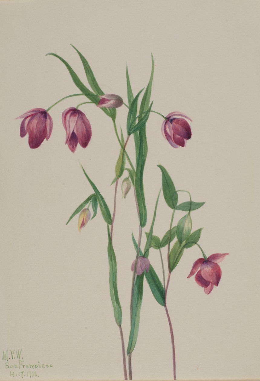 Lanterne de fée pourpre (Calochortus anoenum) - Mary Vaux Walcott