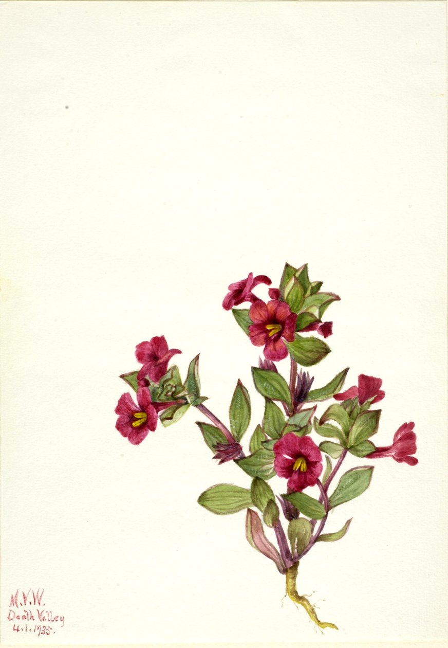 Mimulus bigelovii (Mimulus bigelovii) - Mary Vaux Walcott