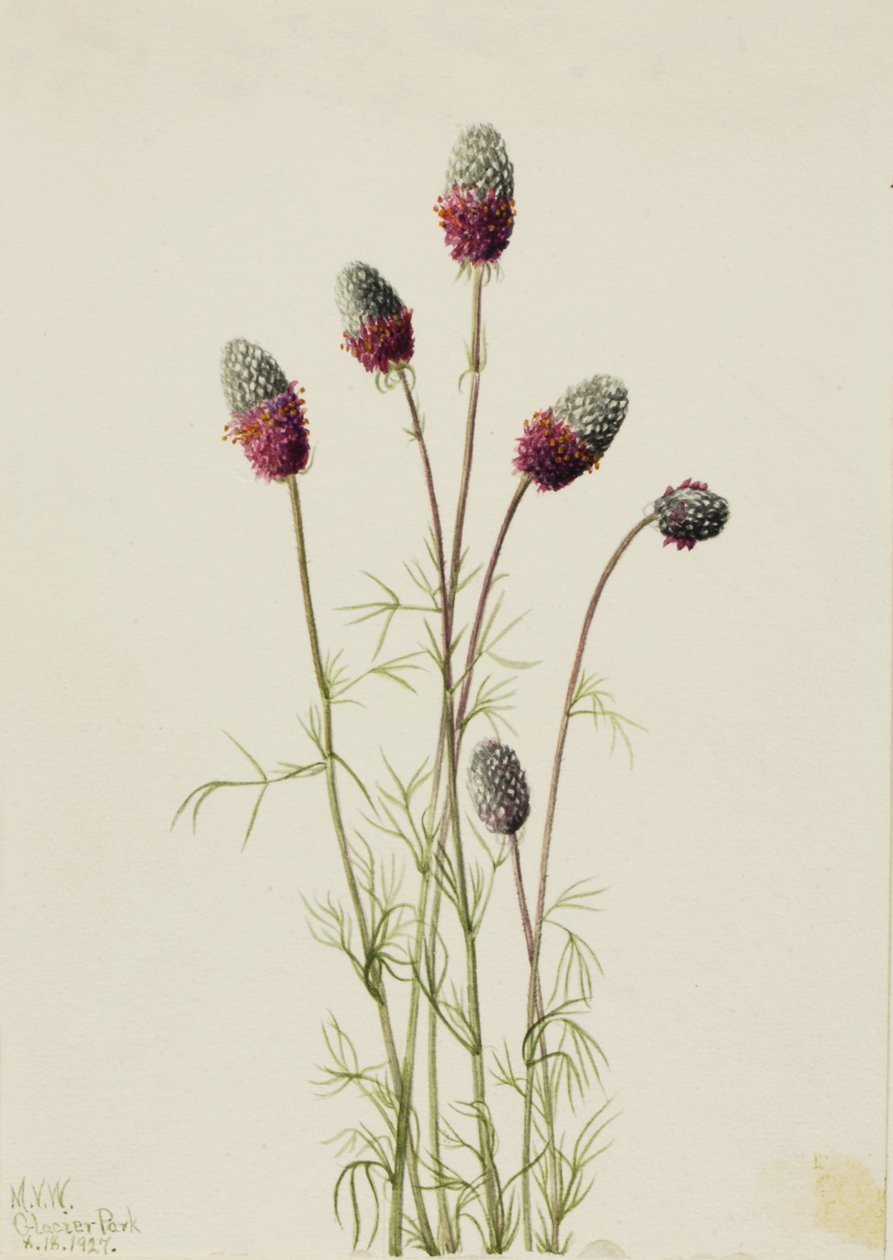 Prairieclover pourpre Petalostemon purpureum, 1927 - Mary Vaux Walcott