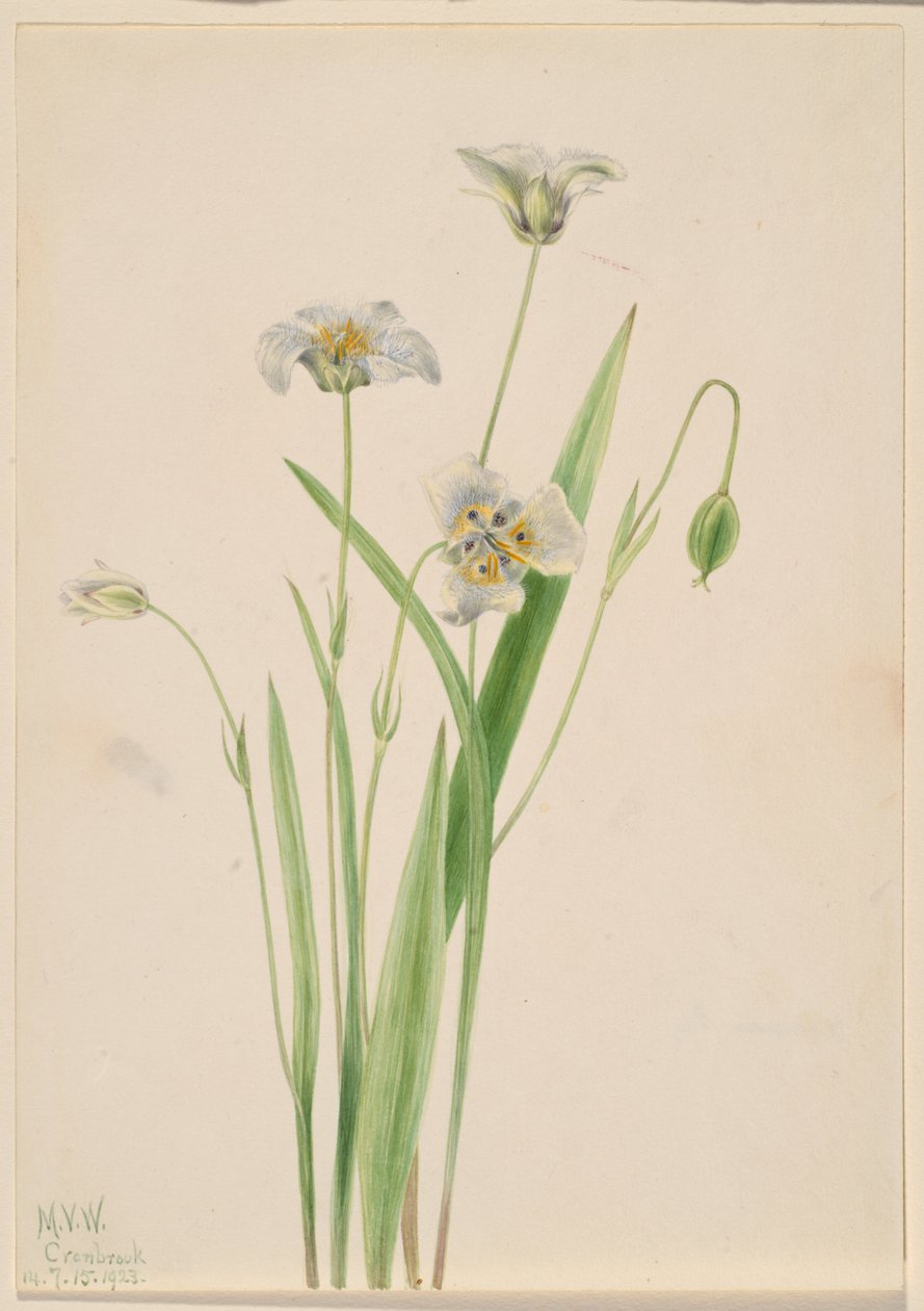 Oreilles chattes (Calochortus elegans) - Mary Vaux Walcott