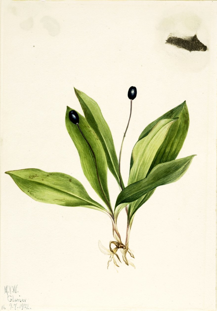 Églantier (Clintonia uniflora) - Mary Vaux Walcott