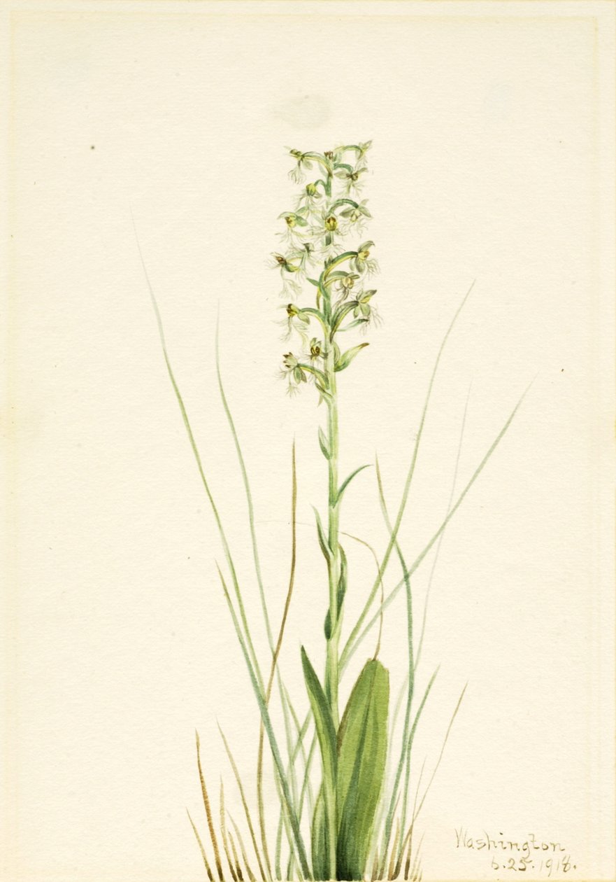 Orchis à franges déchiquetées, 1918 - Mary Vaux Walcott