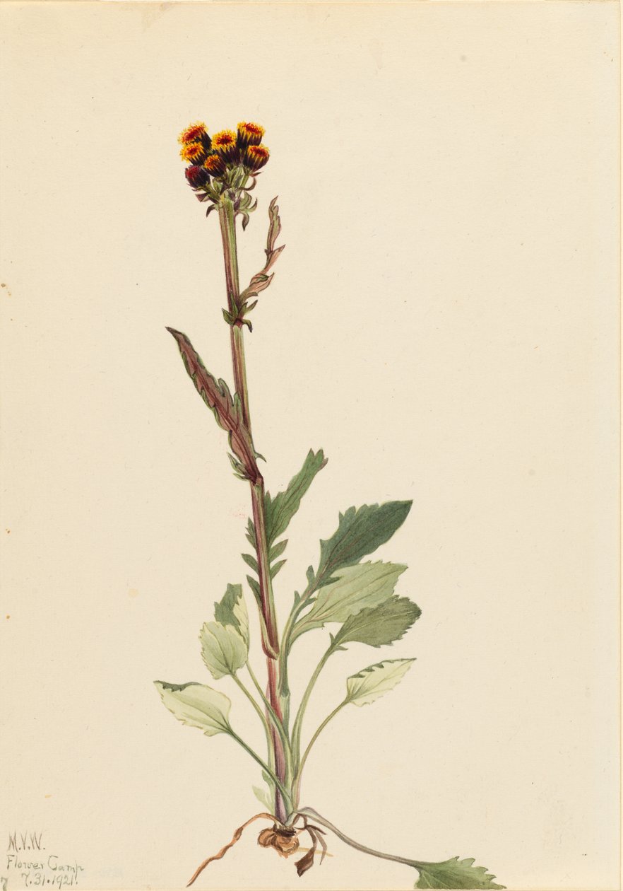 Senecio pauciflorus (Senecio pauciflorus) - Mary Vaux Walcott