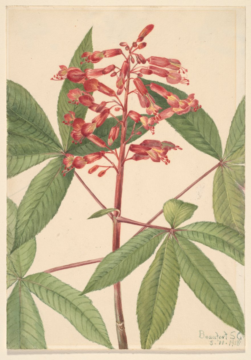 Buckeye rouge Aesculus pavia, 1918 - Mary Vaux Walcott
