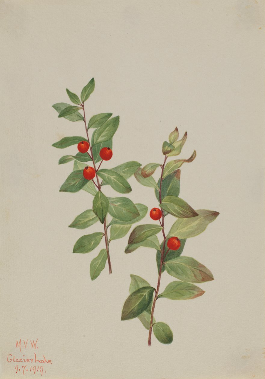 Comandre rouge Comandra livida, 1919 - Mary Vaux Walcott
