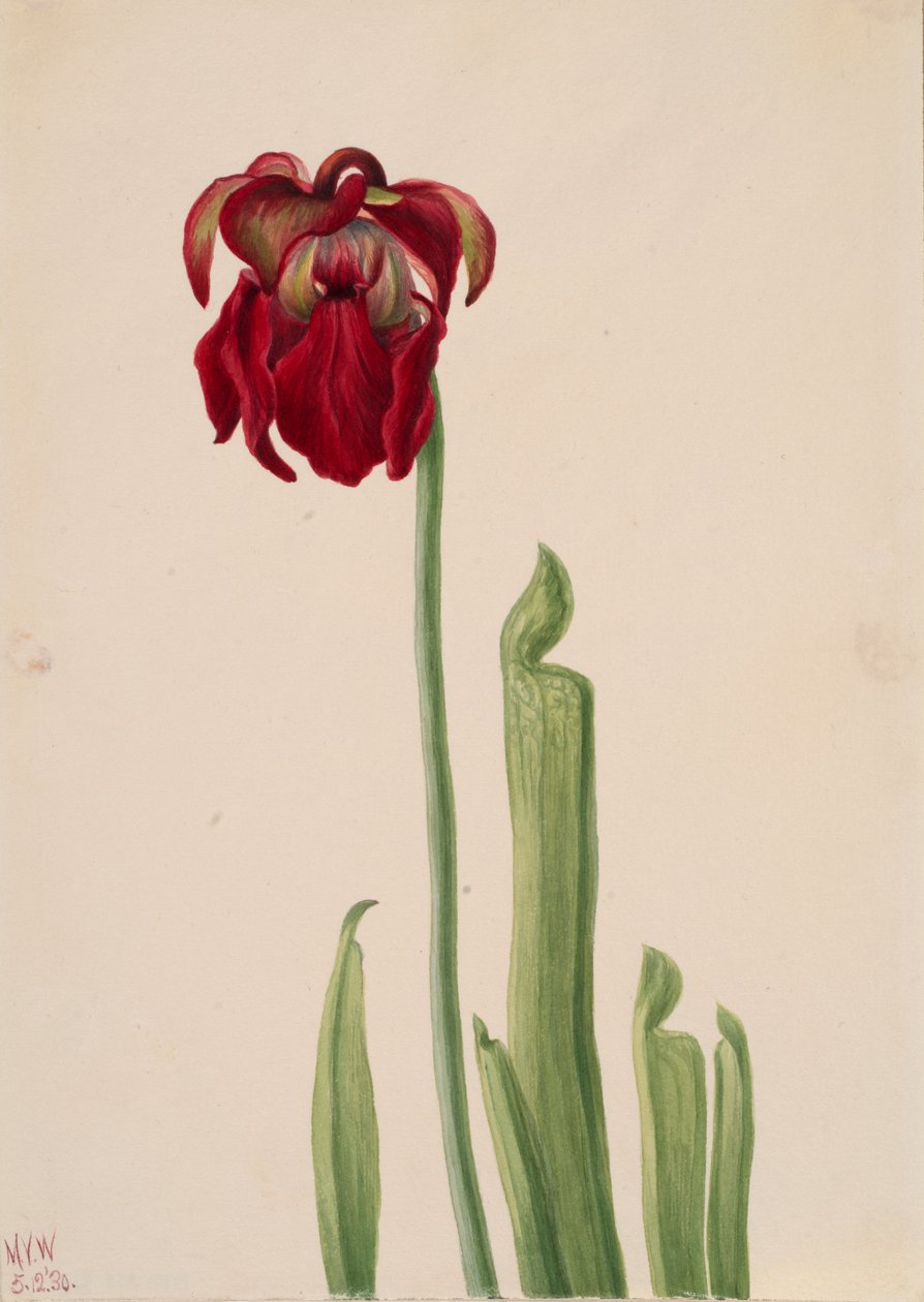 Sarracenia jonesii - Mary Vaux Walcott