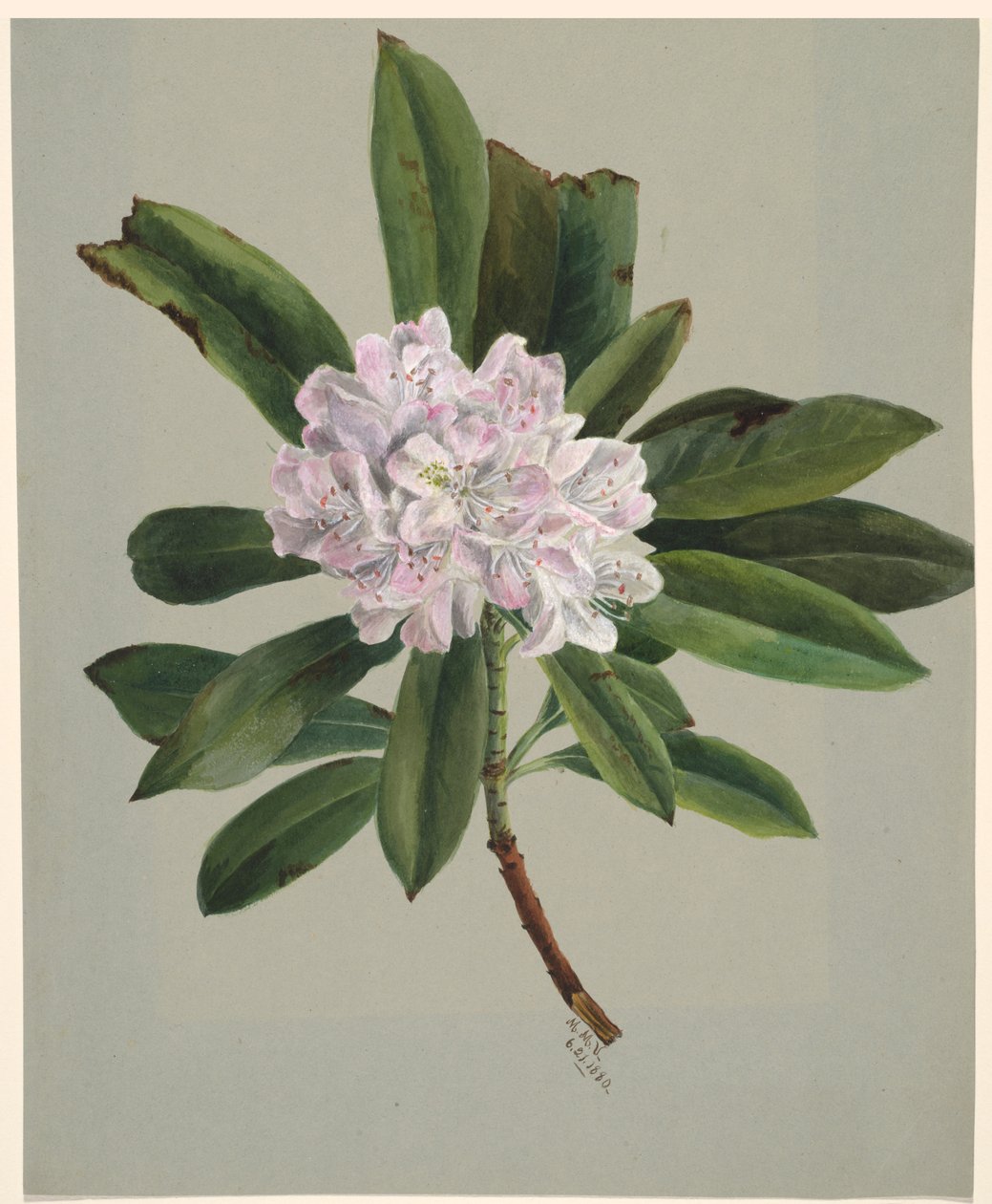 Rhododendron Rhododendron maximum, 1880 - Mary Vaux Walcott