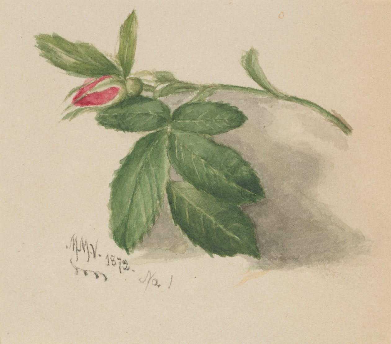 Rosebud - Mary Vaux Walcott
