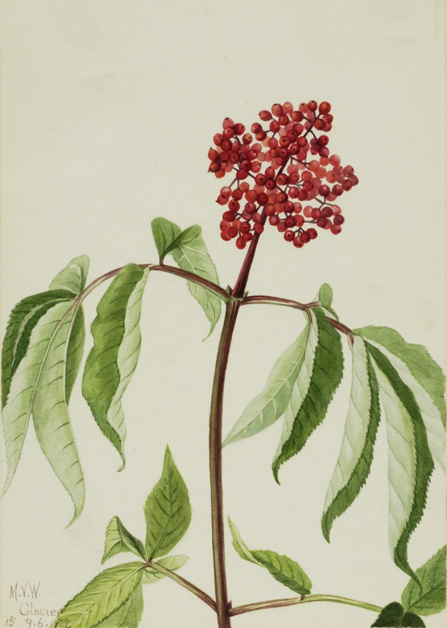 Sureau écarlate Sambucus pubens, 1922 - Mary Vaux Walcott
