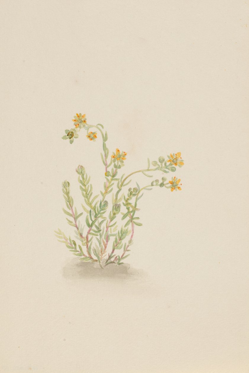 Sedum stenopetalum, vers 1917-1918 - Mary Vaux Walcott