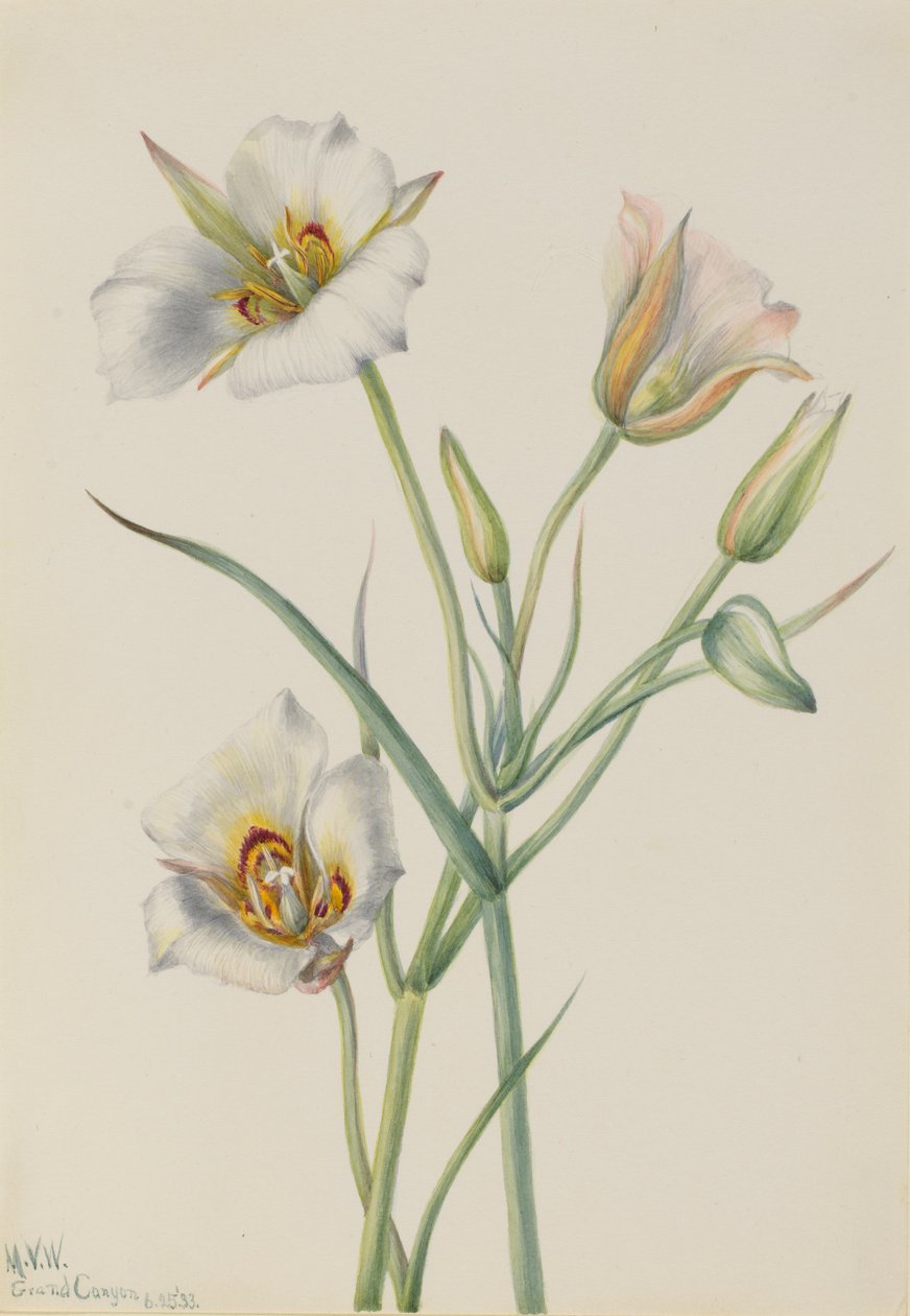 Lys de Ségo (Calochortus nuttallii) - Mary Vaux Walcott