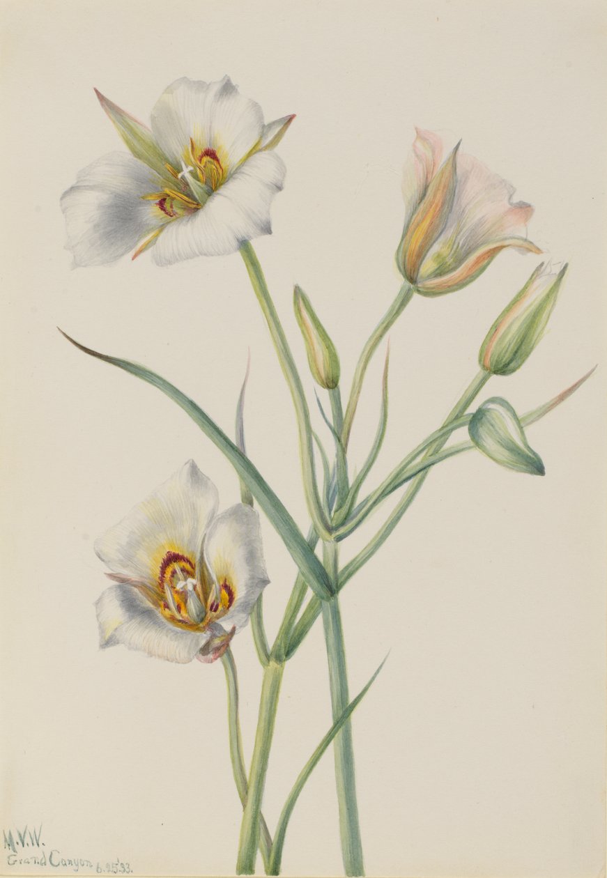 Lys de Sego Calochortus nuttallii, 1933 - Mary Vaux Walcott