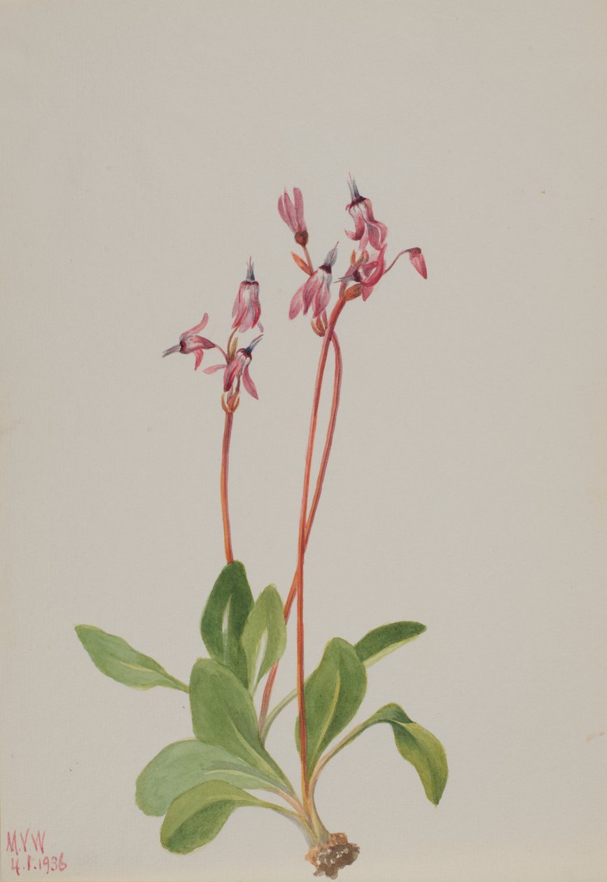 Dodecatheon hendersonii, 1936 - Mary Vaux Walcott
