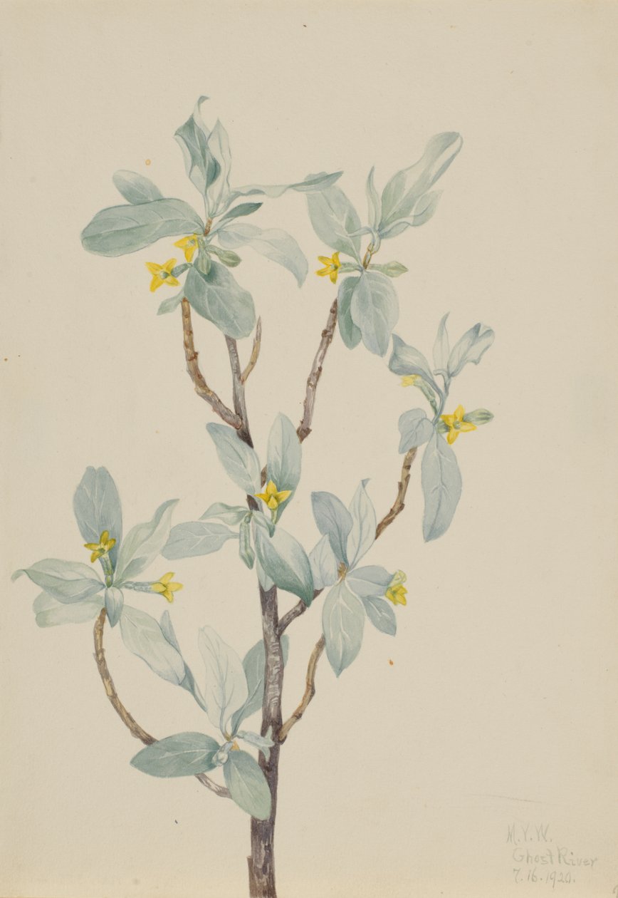 Myrtille (Elaeagnus commutata) - Mary Vaux Walcott