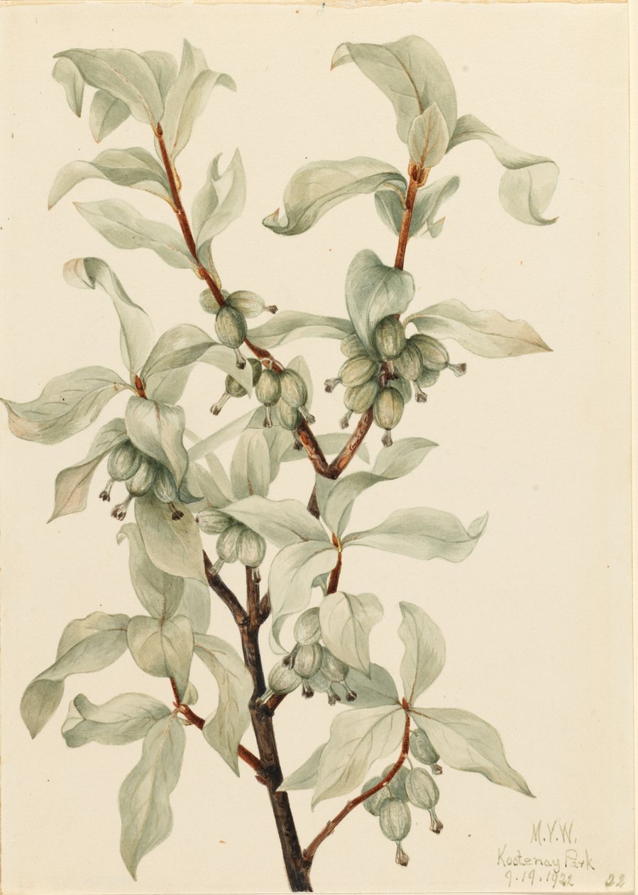Myrtille (Elaeagnus commutata) - Mary Vaux Walcott