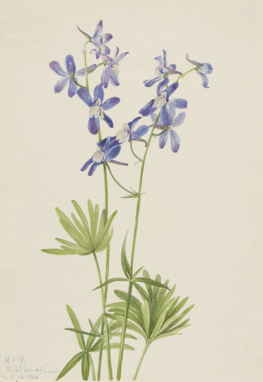 Delphinium élancé Delphinium depauperatum, 1924 - Mary Vaux Walcott