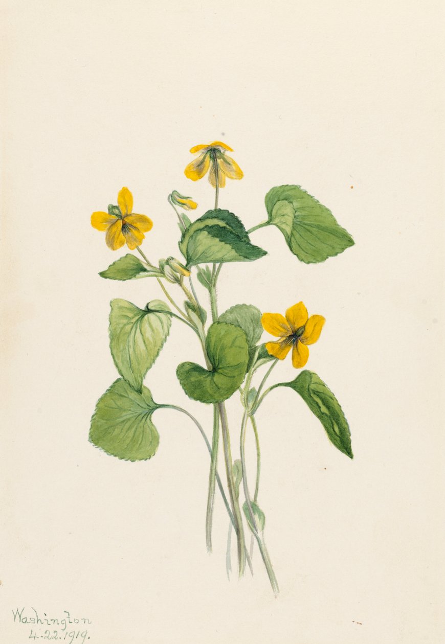Violette jaune lisse Viola eriocarpa, 1919 - Mary Vaux Walcott