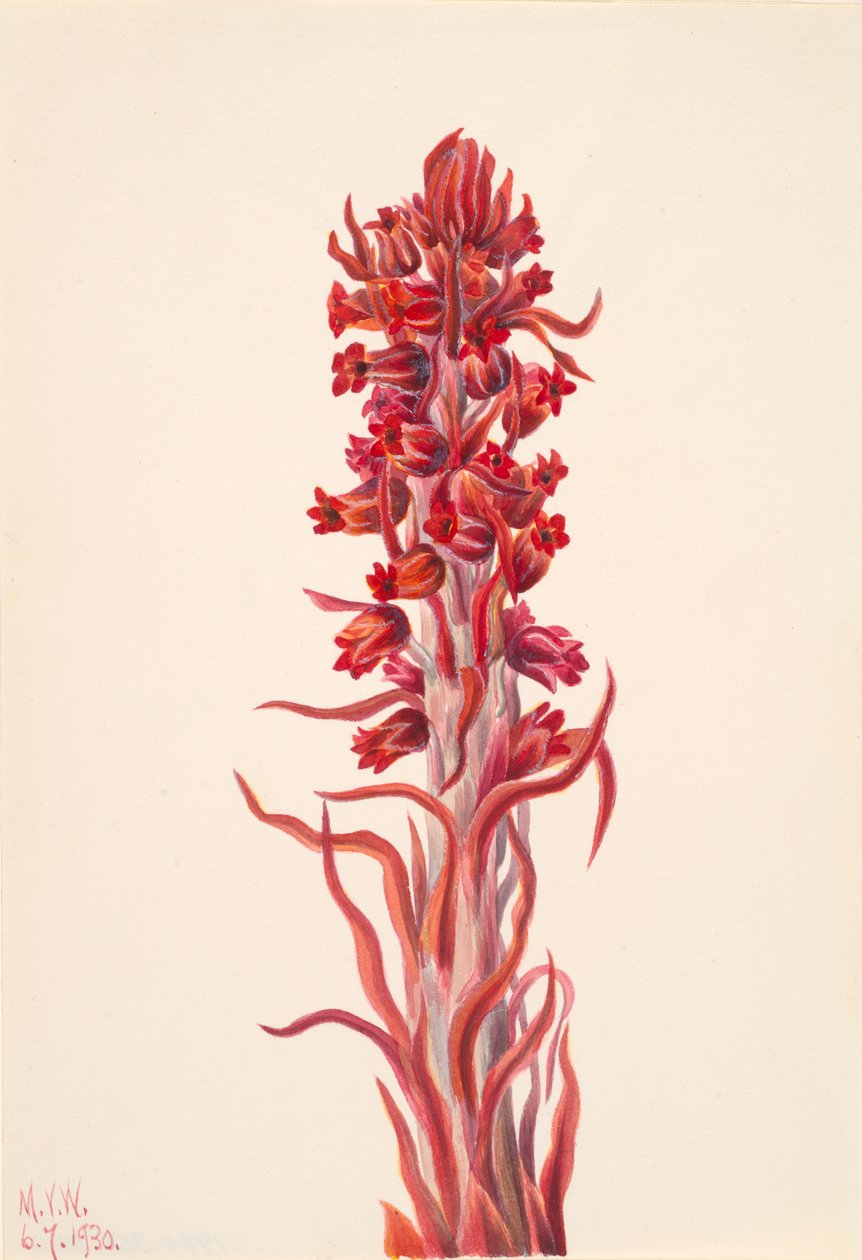 Plante des neiges Sarcodes sanguinea - Mary Vaux Walcott