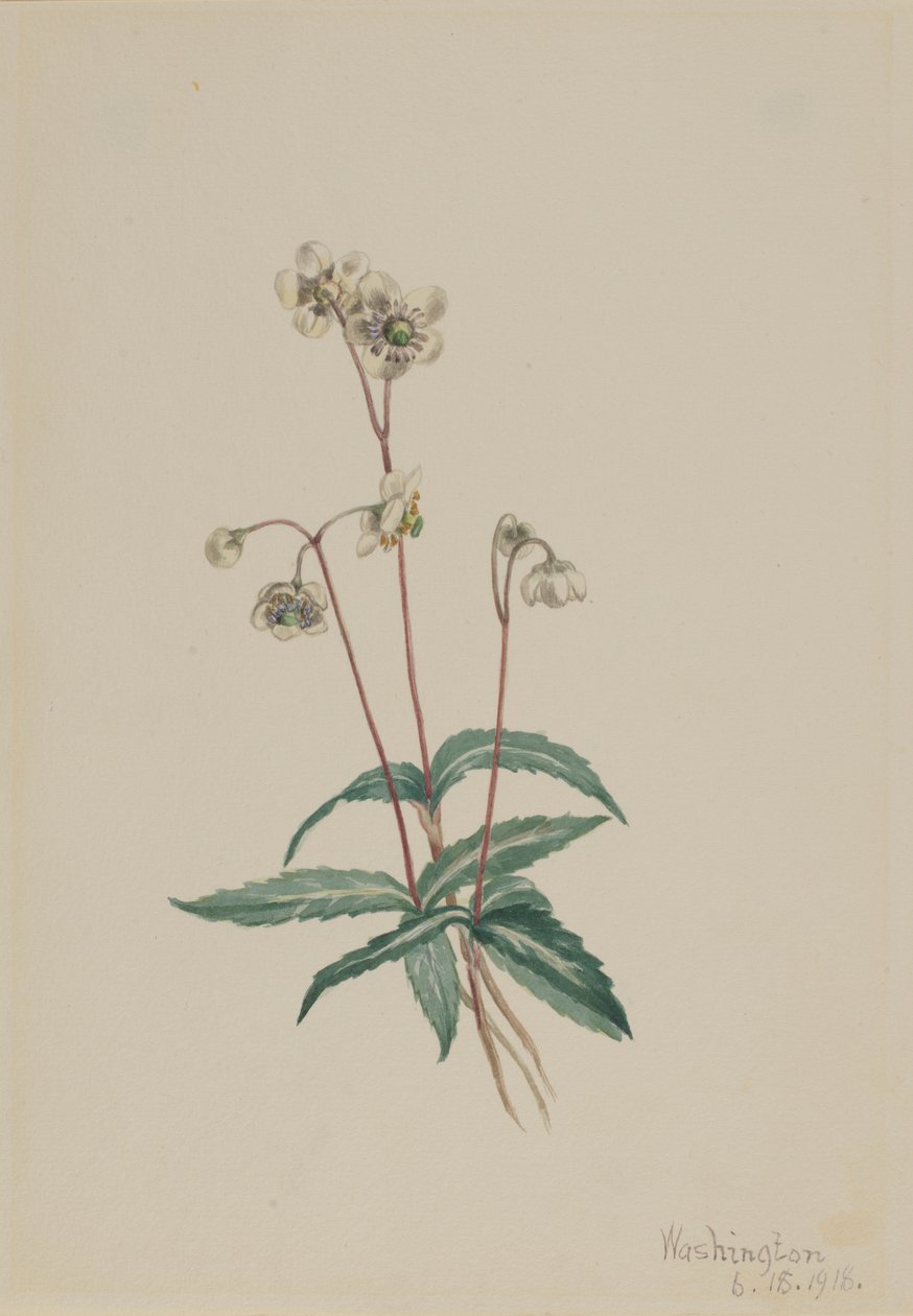 Pipsissewa tacheté (Chimaphila maculata) - Mary Vaux Walcott