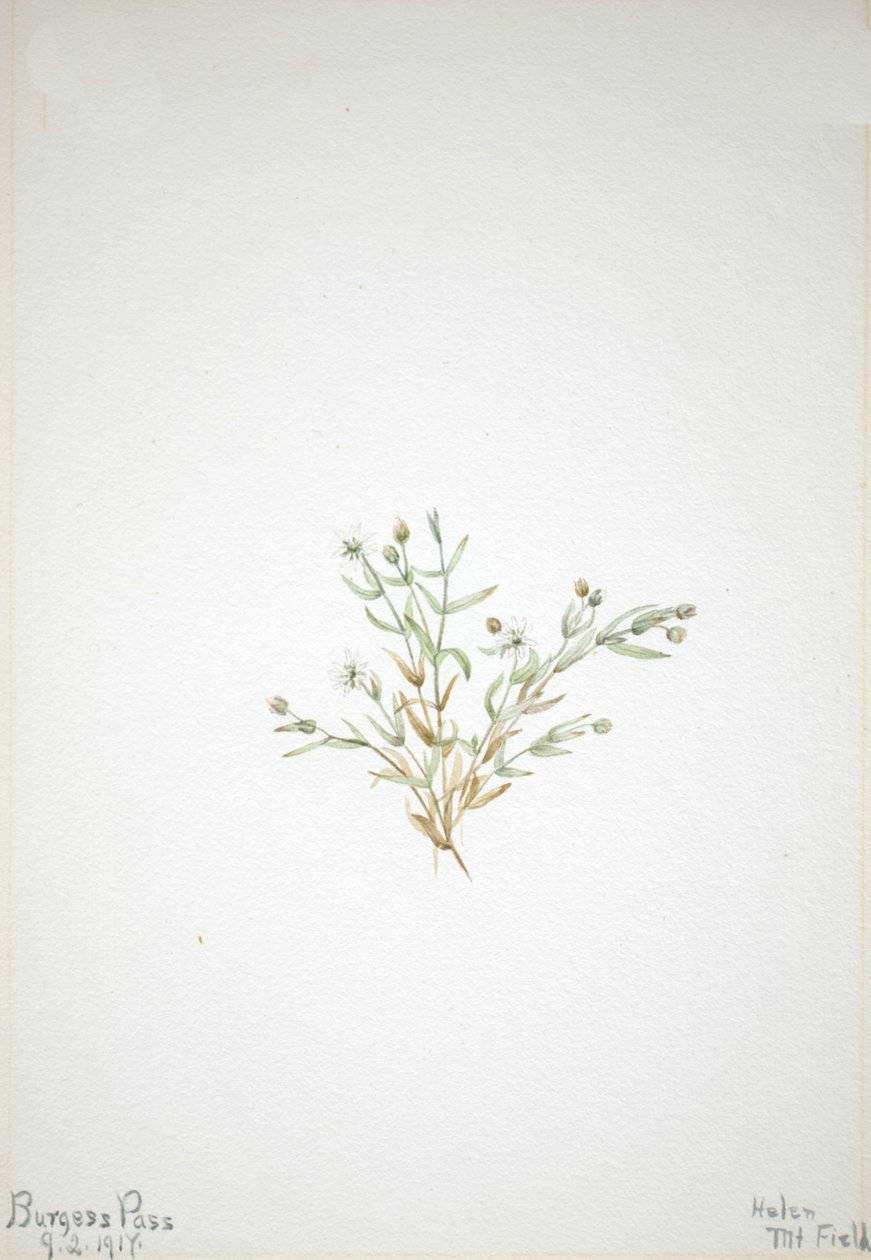 Stelleria leata, 1917 - Mary Vaux Walcott