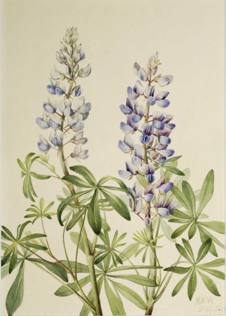 Lupin à cadran (Lupinus perennis) - Mary Vaux Walcott