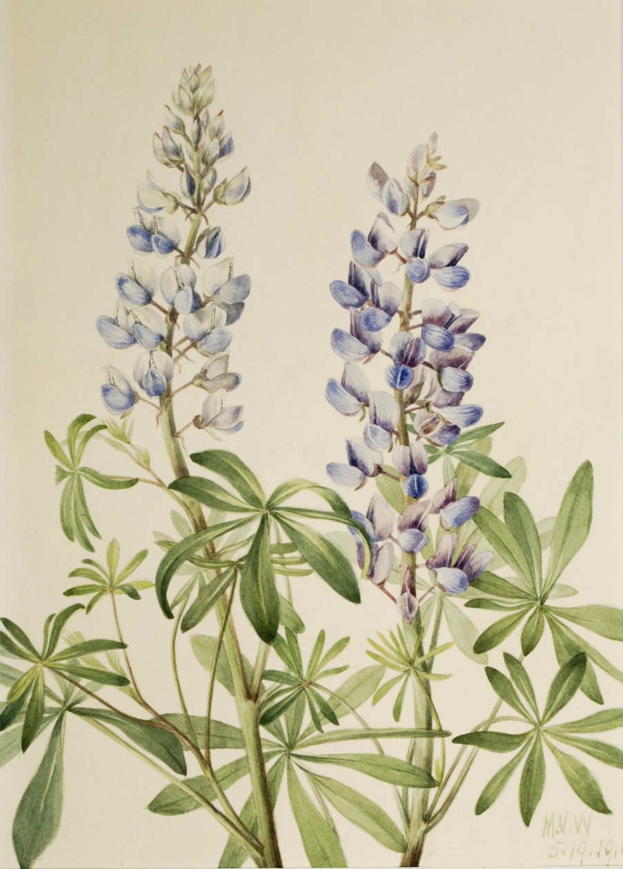 Cadran solaire Lupine Lupinus perennis, 1919 - Mary Vaux Walcott