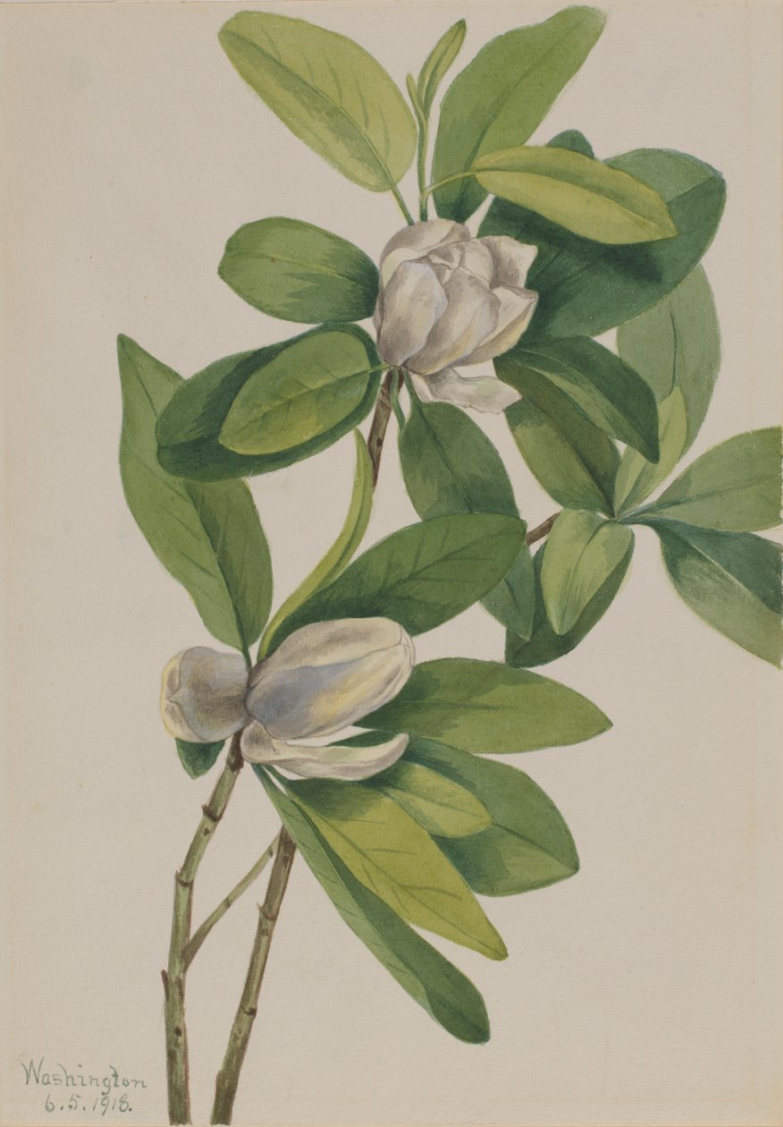 Magnolia des marais (Magnolia virginiana) - Mary Vaux Walcott
