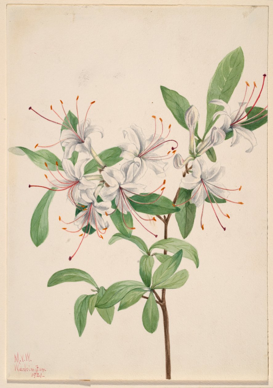 Azalée douce (Azalea arborescens) - Mary Vaux Walcott