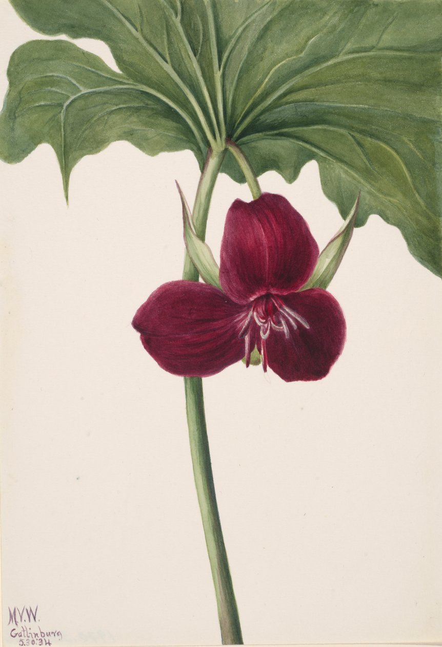 Trille doux Trillium vasyi, 1934 - Mary Vaux Walcott