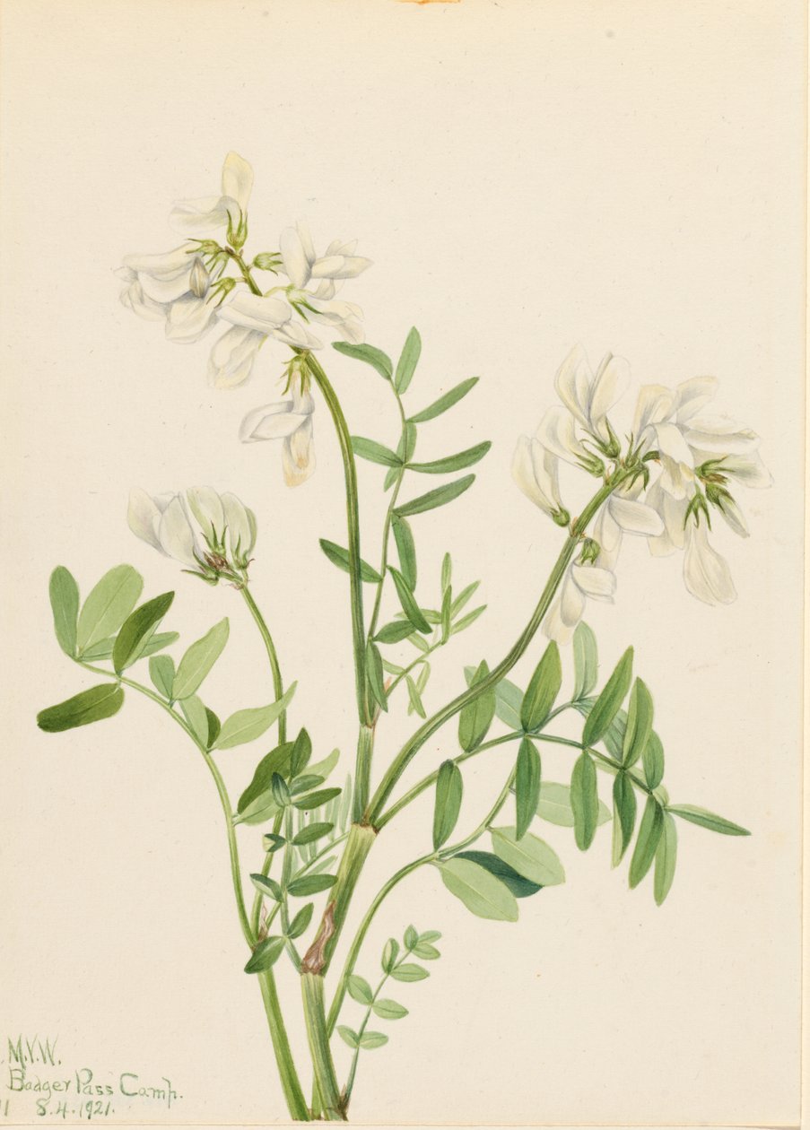 Mélilot (Hedysarum mackenzii) - Mary Vaux Walcott