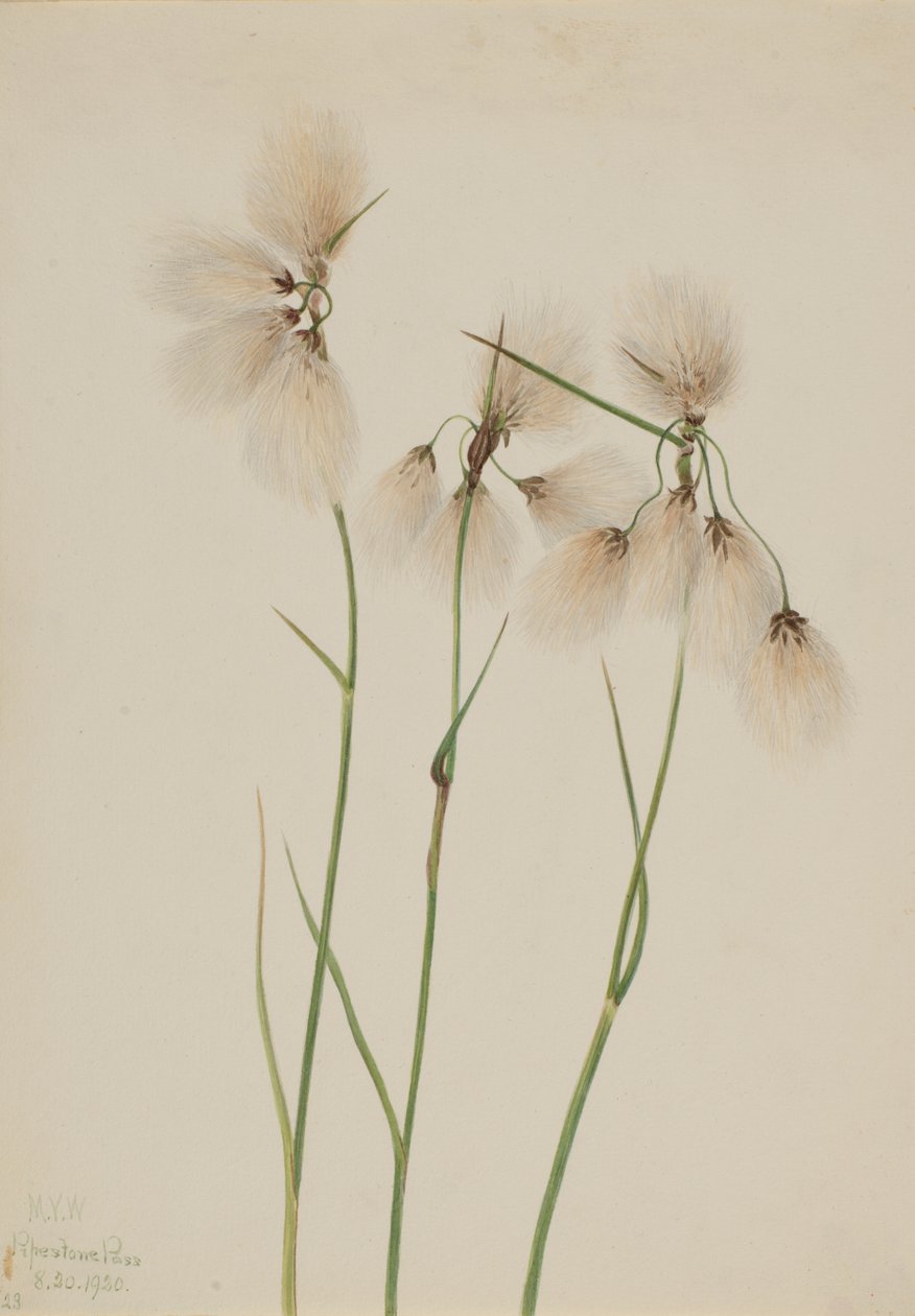 Laîche à épis, 1920 - Mary Vaux Walcott