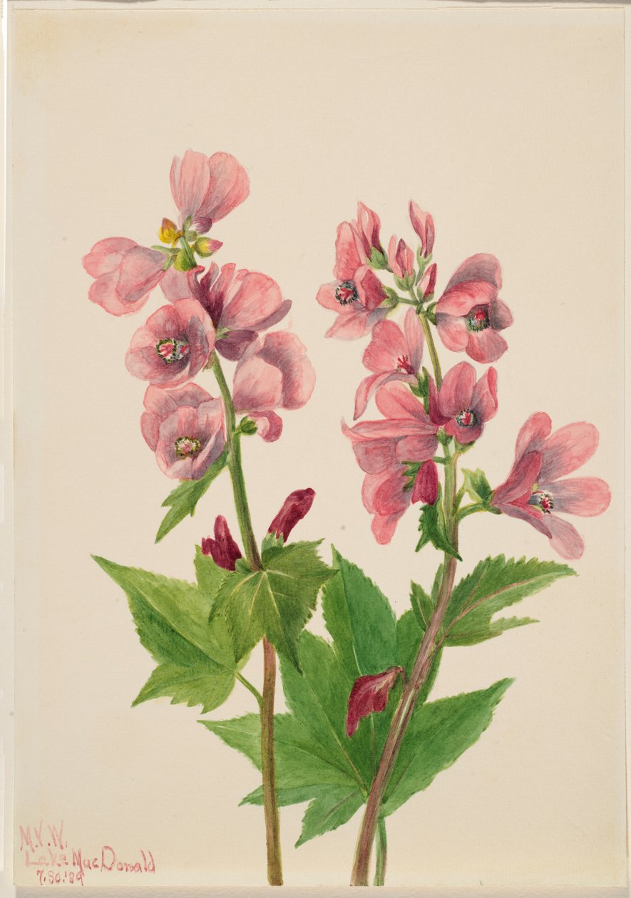 Sans titre--Étude de fleurs - Mary Vaux Walcott