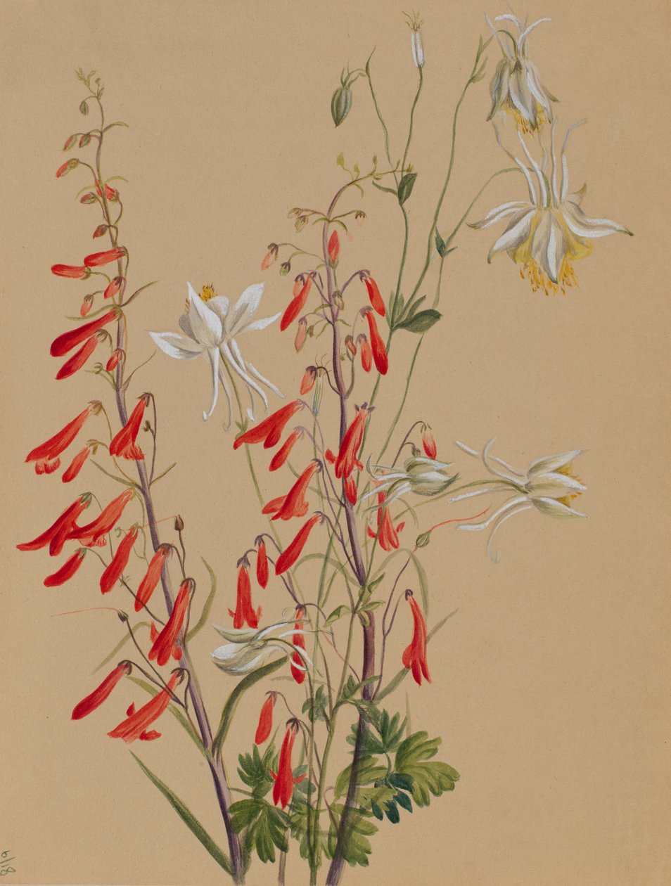 Sans titre--Étude de fleurs, vers 1883-1900 - Mary Vaux Walcott