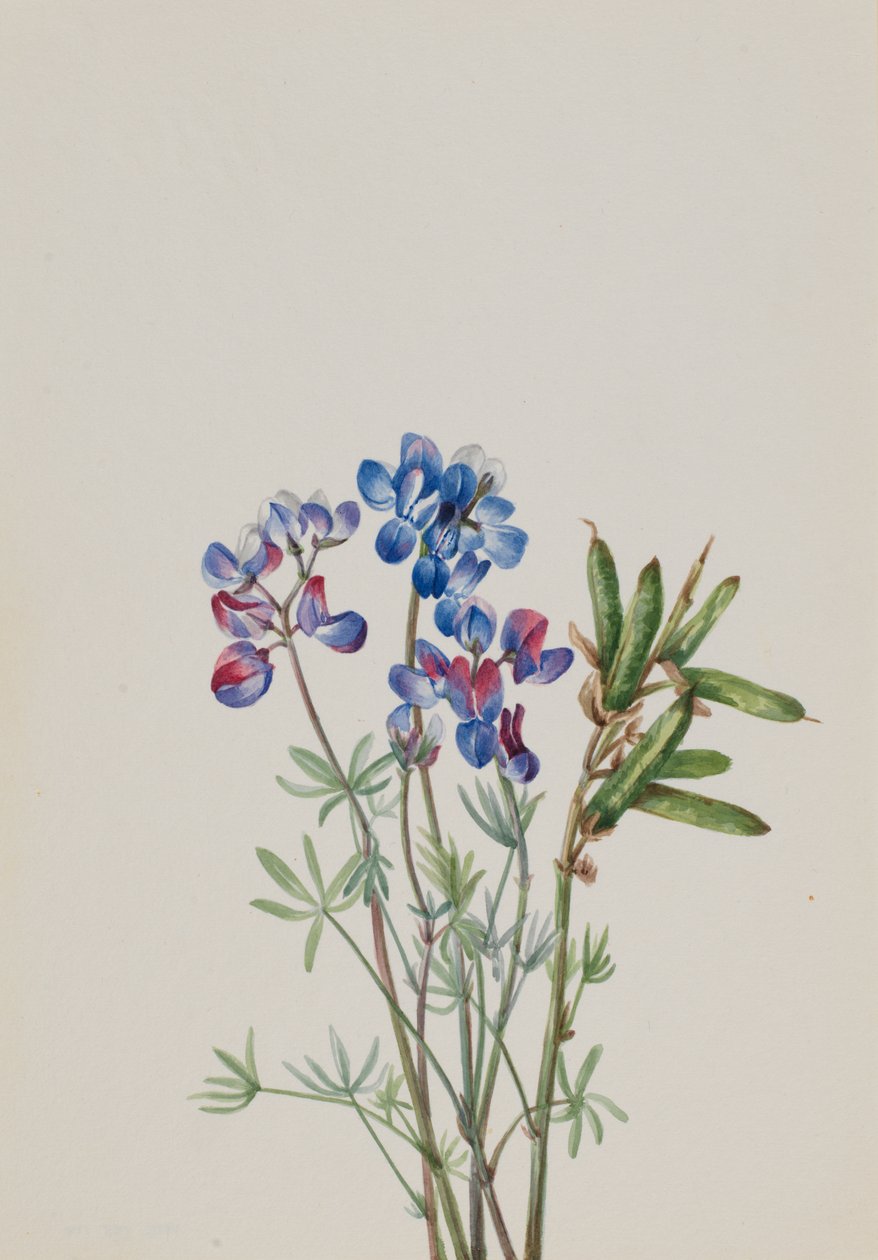 Sans titre - Étude de fleurs, vers 1900-1930 - Mary Vaux Walcott