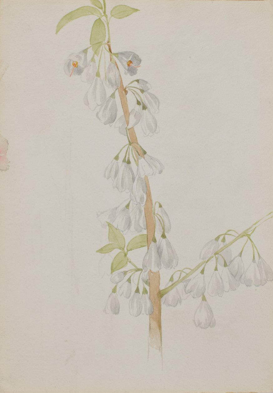 Sans titre - Étude de fleurs, n.d. - Mary Vaux Walcott