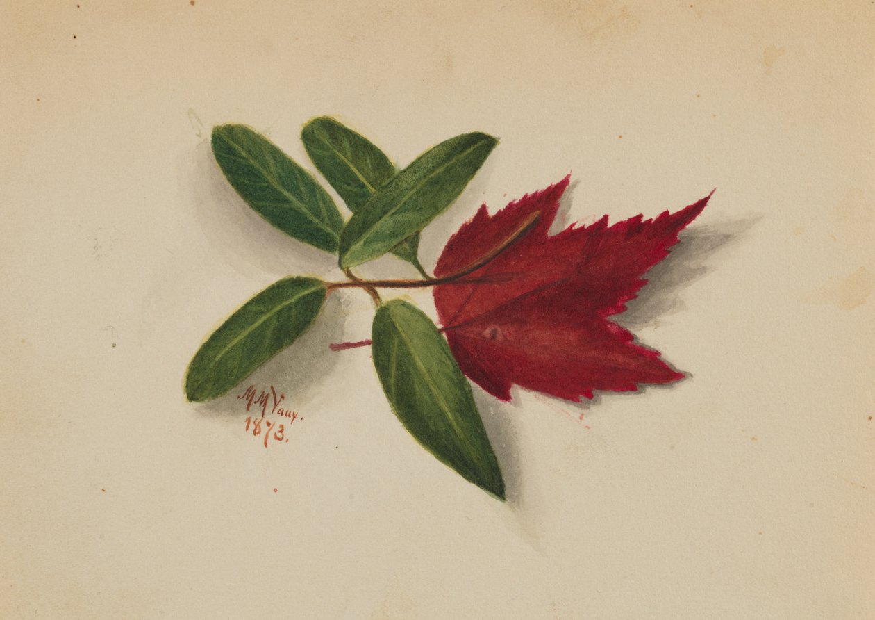 Sans titre, 1873 - Mary Vaux Walcott