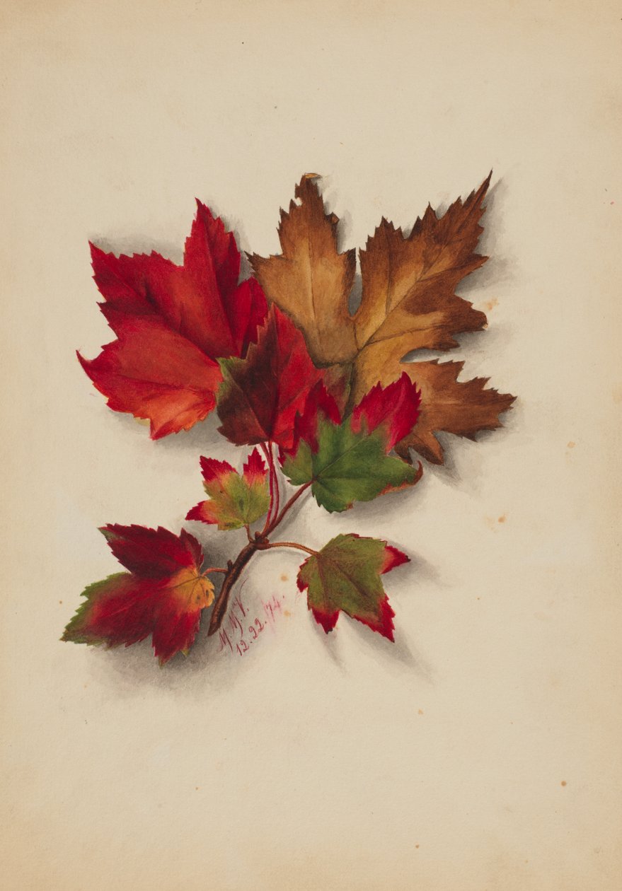 Sans titre Feuilles d