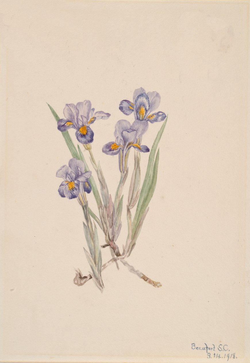 Iris vernal, 1918 - Mary Vaux Walcott