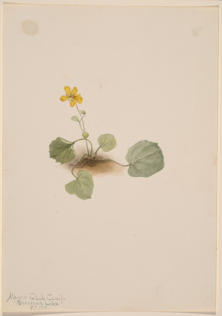 Viola orbiculata - Mary Vaux Walcott