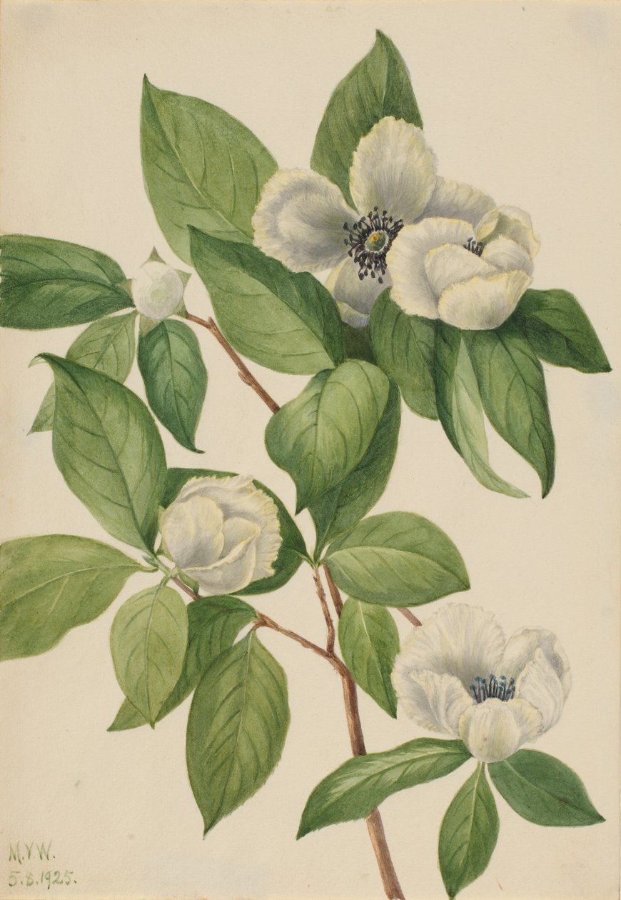 Stewartia de Virginie (Stewartia malachodendron) - Mary Vaux Walcott