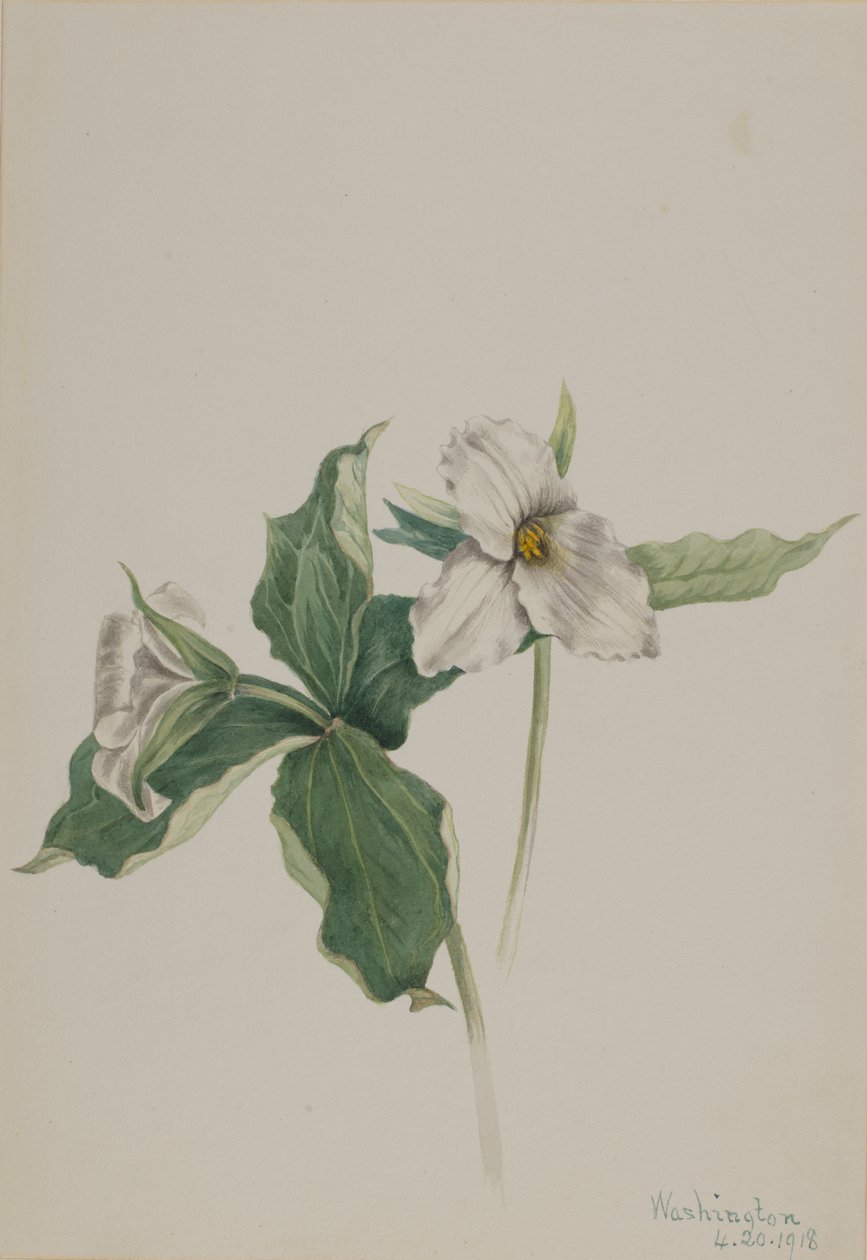 Wake-Robin Trillium grandiflorum, 1918 - Mary Vaux Walcott