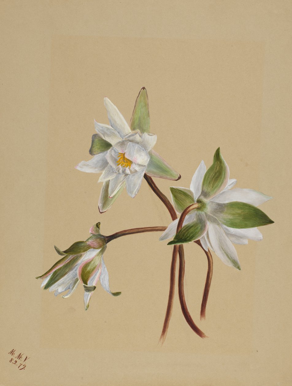 Nénuphars Castalia odorata, 1879 - Mary Vaux Walcott