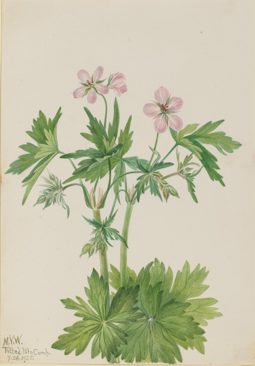Bec de grue occidental Geranium viscosissimum, 1925 - Mary Vaux Walcott