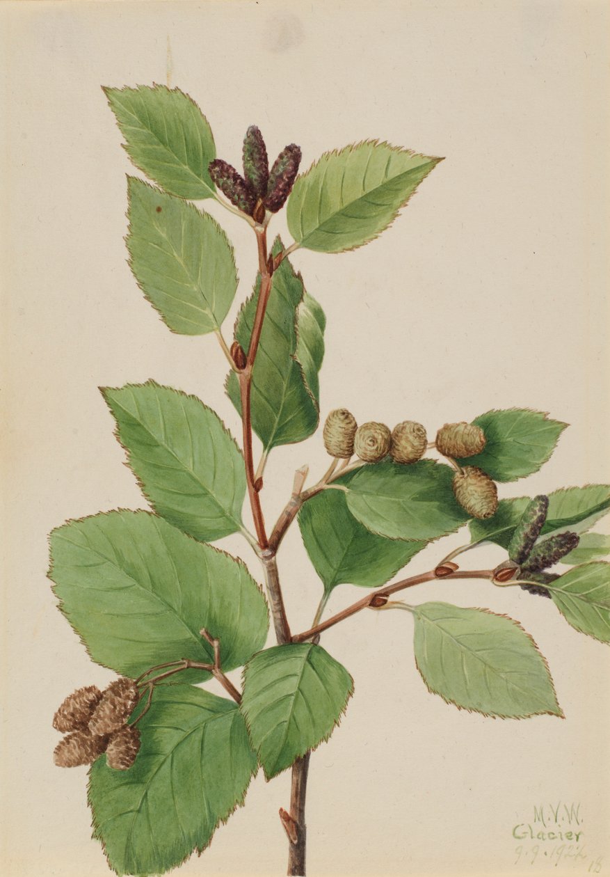 Aulne vert occidental (Alnus sinuata) - Mary Vaux Walcott