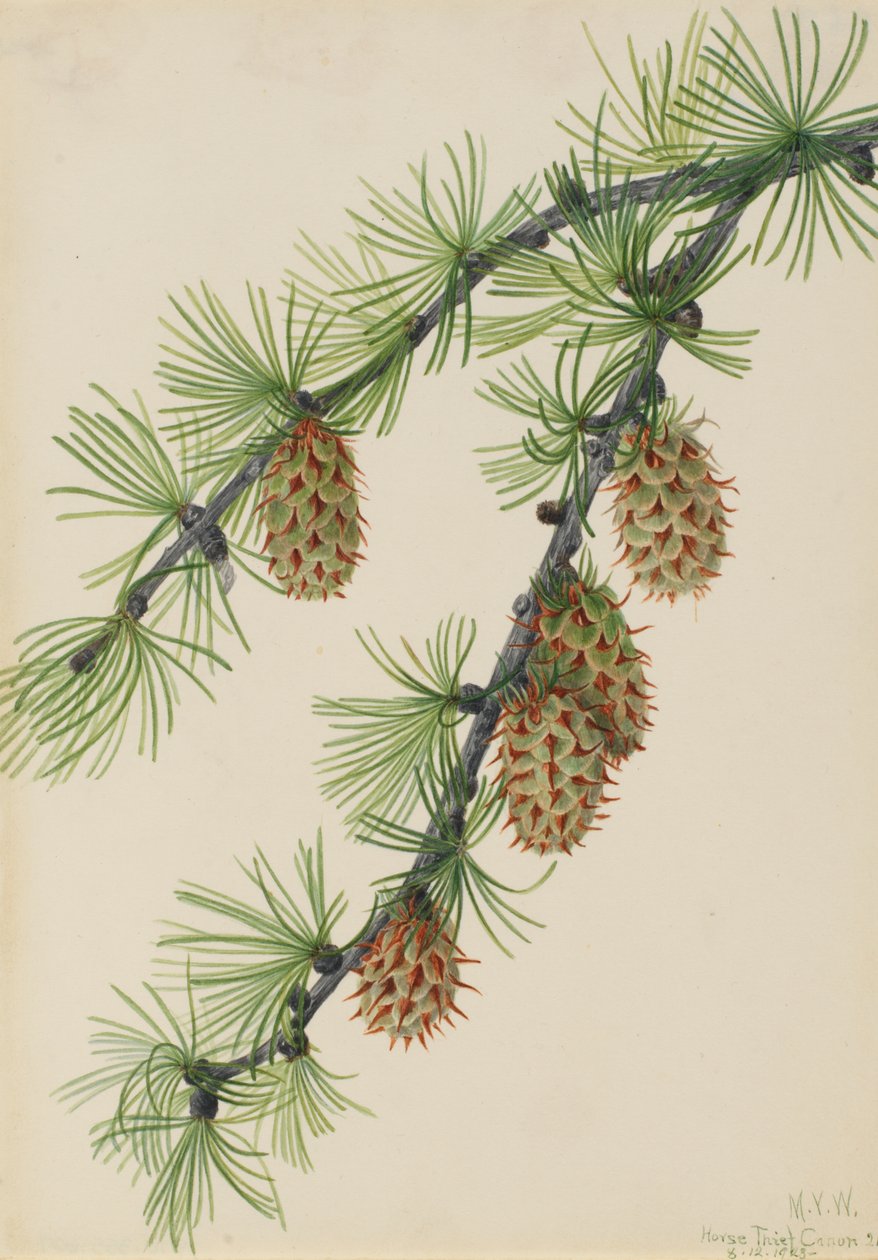 Mélèze occidental (Larix occidentalis) - Mary Vaux Walcott