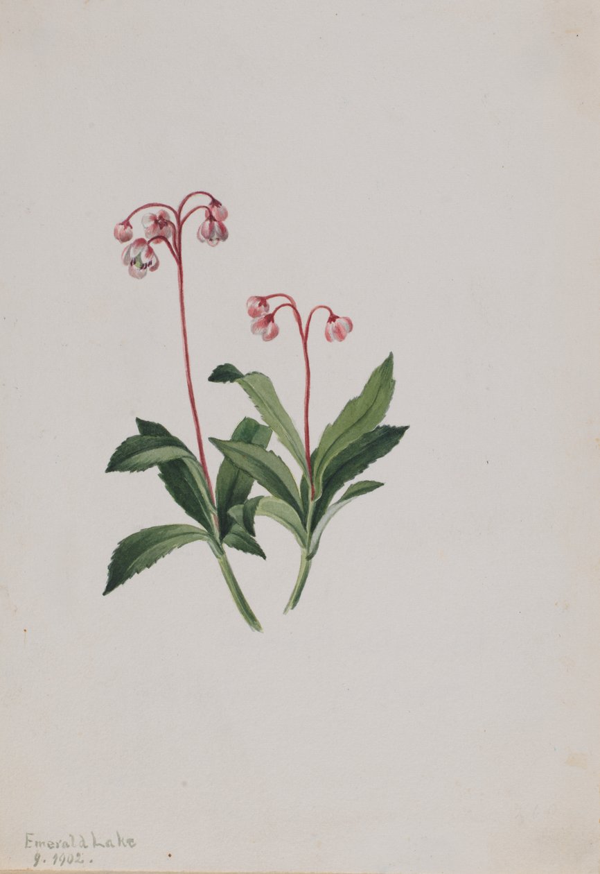 Pipsissewa occidental (Chimaphila umbellata) - Mary Vaux Walcott