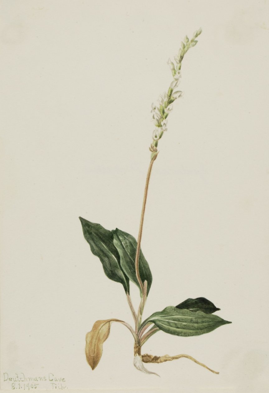 Plantain de l