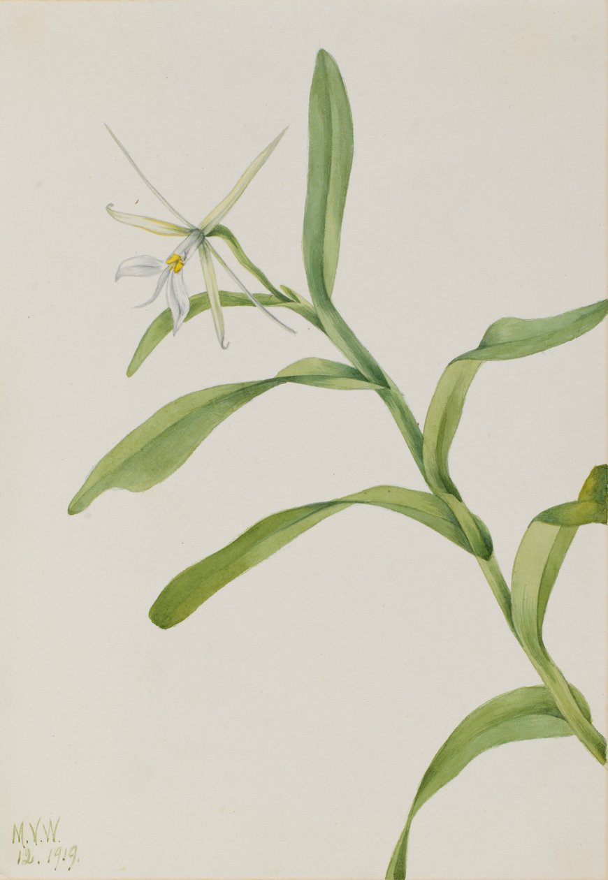 Epidendron blanc (Epidendrum nocturnum) - Mary Vaux Walcott